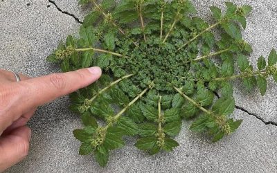 A plant highly valued for its properties: Traditional uses and benefits that many people highlight
