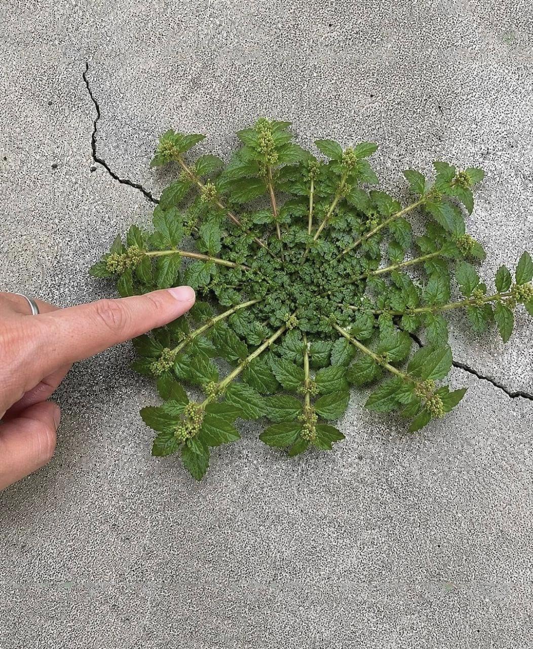 A plant highly valued for its properties: Traditional uses and benefits that many people highlight